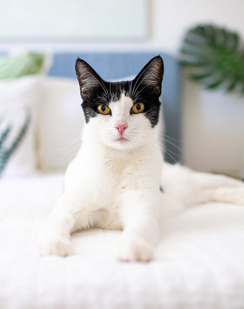 Cat laying on bed