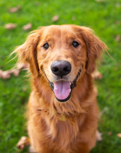 Golden retriever smiling