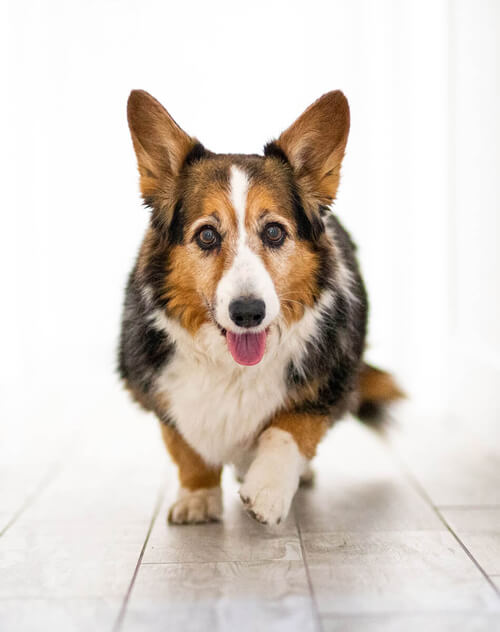 Corgi walking on floor